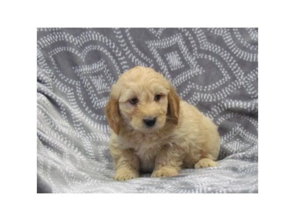 Goldendoodle Mini DOG Male Golden 5364 Petland Montgomery, Alabama