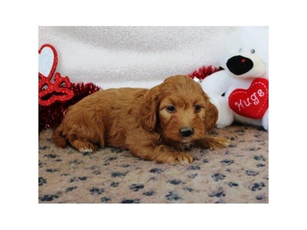 Goldendoodle Mini 2nd Gen-DOG-Female-Golden-5363-Petland Montgomery, Alabama