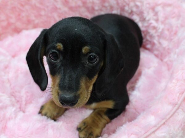Dachshund-DOG-Female-Black / Tan-5352-Petland Montgomery, Alabama