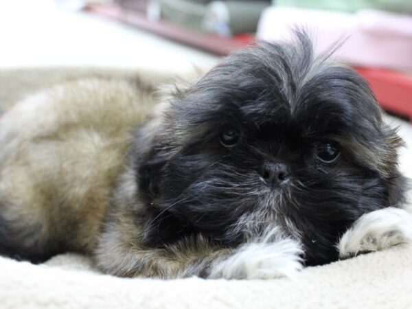 Shih Tzu-DOG-Male-GLD:BLK MSK-5366-Petland Montgomery, Alabama