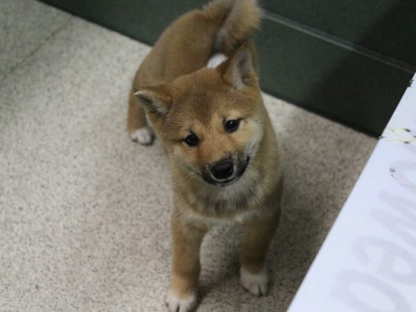 Shiba Inu DOG Female Red Sesame 5348 Petland Montgomery, Alabama