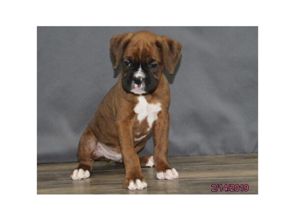 Boxer-DOG-Male-Brindle-5370-Petland Montgomery, Alabama