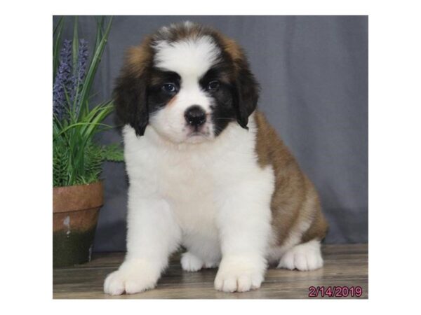 Saint Bernard DOG Female Brown / White 5368 Petland Montgomery, Alabama