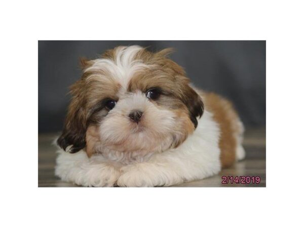 Shih Tzu-DOG-Female-Gold / White-5375-Petland Montgomery, Alabama
