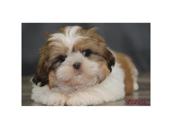 Shih Tzu DOG Female Gold / White 5375 Petland Montgomery, Alabama