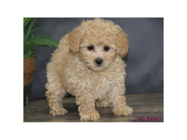 Poodle DOG Female Cream 5374 Petland Montgomery, Alabama