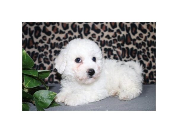 Bichon Frise-DOG-Female-White-5367-Petland Montgomery, Alabama