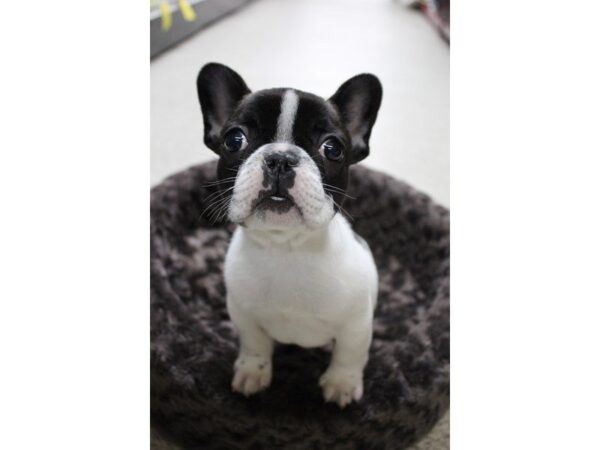 French Bulldog DOG Male White / Black 5341 Petland Montgomery, Alabama