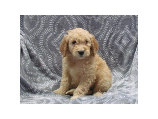 Goldendoodle Mini-DOG-Female-Golden-5383-Petland Montgomery, Alabama