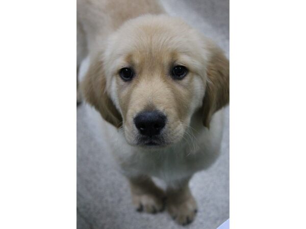 Golden Retriever DOG Male Golden 5359 Petland Montgomery, Alabama