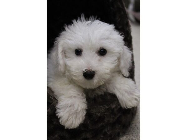 Bichon Frise DOG Male White 5369 Petland Montgomery, Alabama