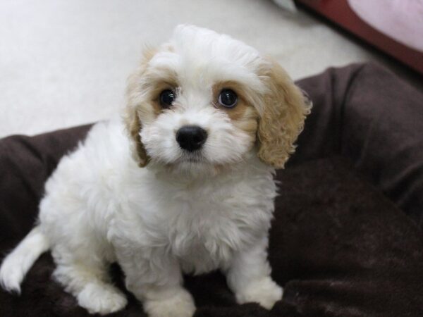 Cavachon-DOG-Male-Blenheim-5373-Petland Montgomery, Alabama