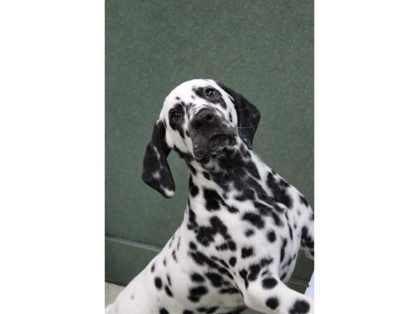 Dalmatian DOG Male White / Black 5371 Petland Montgomery, Alabama