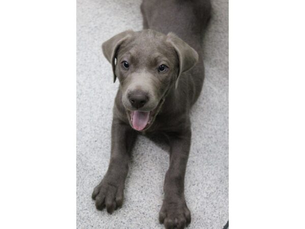 Labrador Retriever DOG Male Silver 5376 Petland Montgomery, Alabama