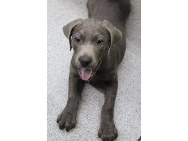 Labrador Retriever DOG Female Silver 5379 Petland Montgomery, Alabama