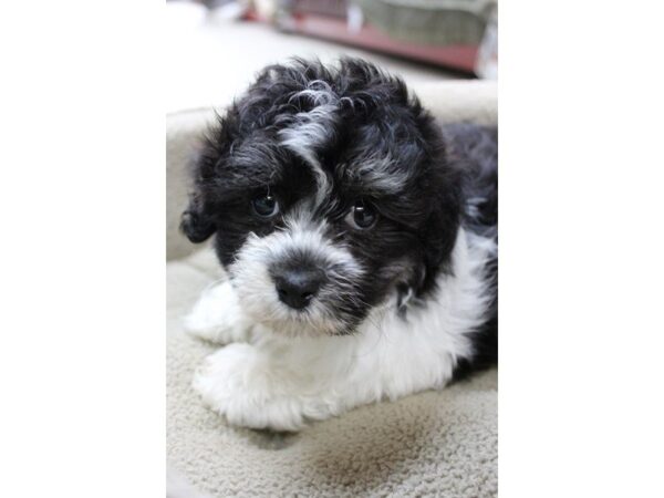 Havanese DOG Male black and white 5382 Petland Montgomery, Alabama