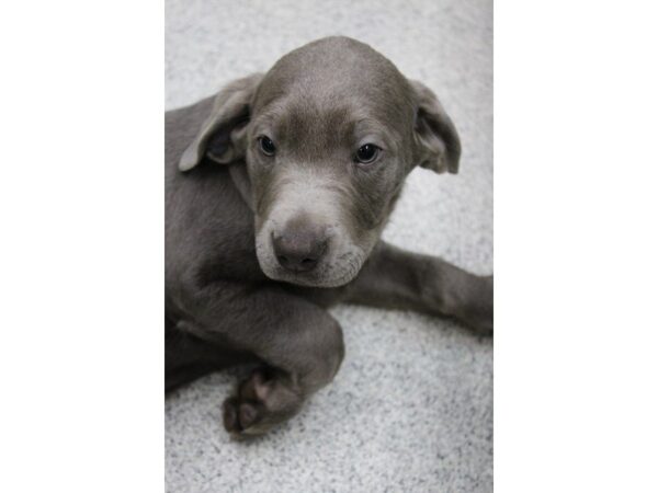 Labrador Retriever DOG Male Silver 5377 Petland Montgomery, Alabama