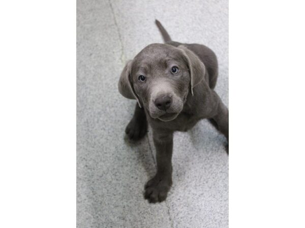 Labrador Retriever DOG Female Silver 5380 Petland Montgomery, Alabama