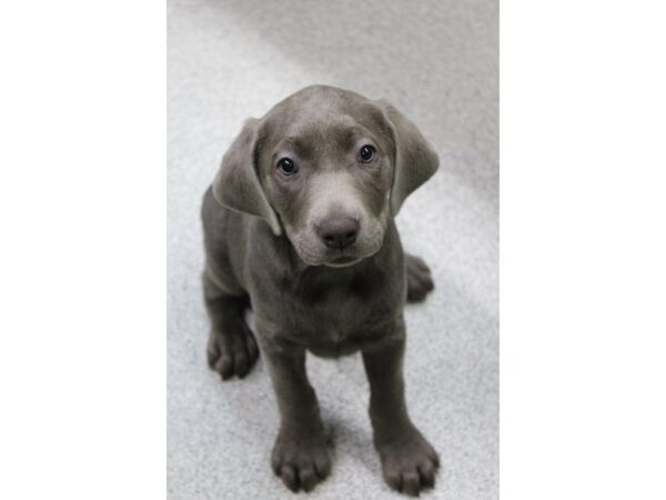 Labrador Retriever DOG Female Silver 5381 Petland Montgomery, Alabama