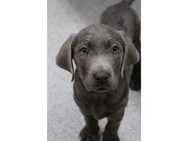 Labrador Retriever DOG Male Silver 5378 Petland Montgomery, Alabama