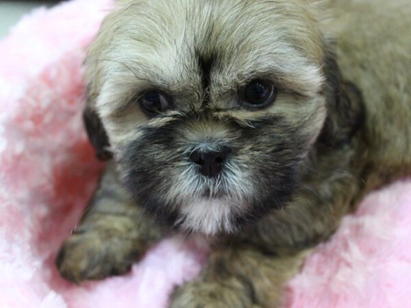 Lhasa Apso DOG Female BROWN 5386 Petland Montgomery, Alabama