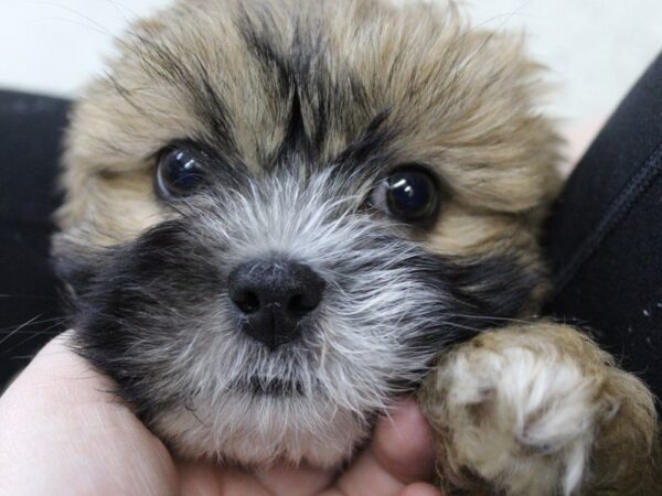 Lhasa Apso DOG Male brown 5385 Petland Montgomery, Alabama