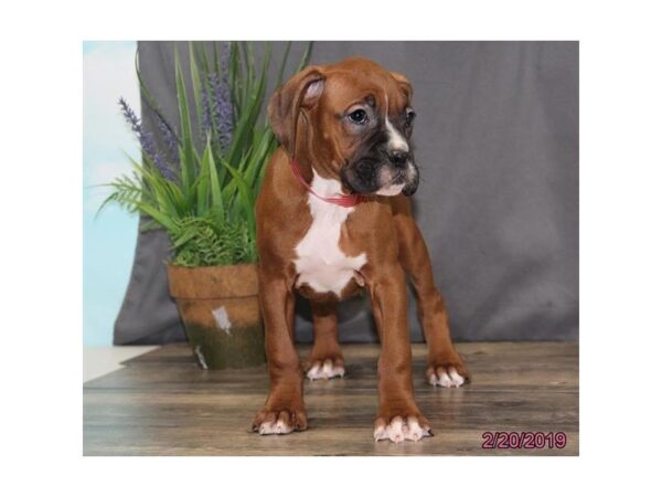 Boxer-DOG-Female-Mahogany-5387-Petland Montgomery, Alabama