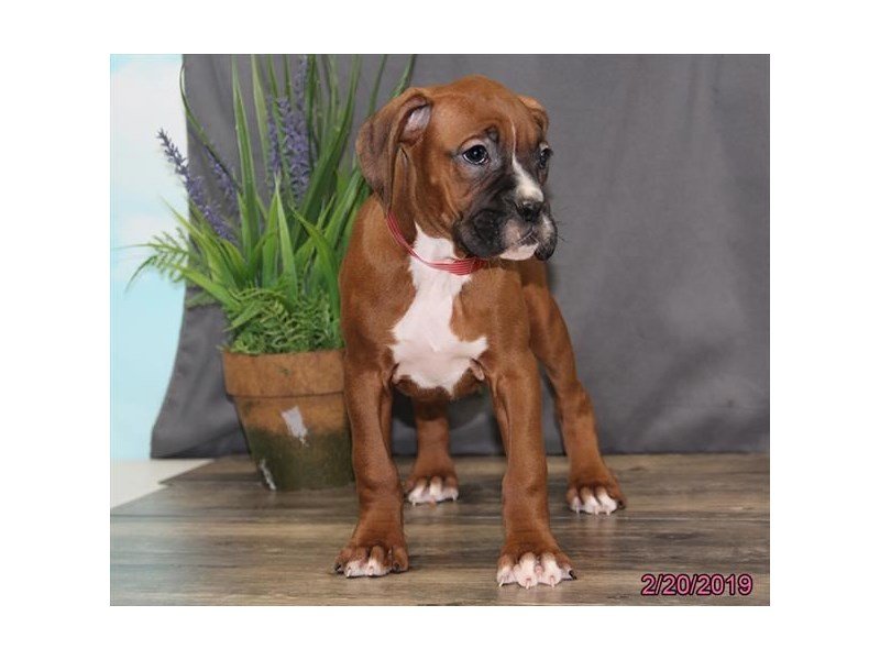 Boxer Puppy Mahogany ID:5387 Located at Petland Montgomery, Alabama