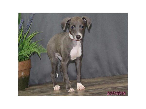 Italian Greyhound-DOG-Female-Blue-5391-Petland Montgomery, Alabama