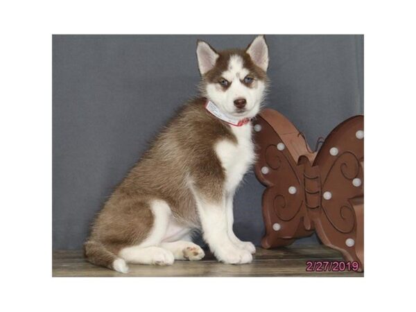 Siberian Husky DOG Female Red / White 5392 Petland Montgomery, Alabama