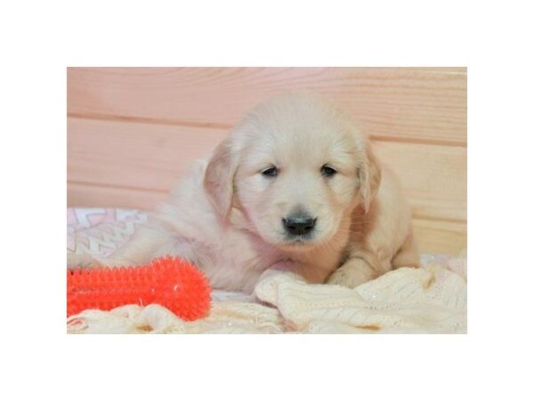 Golden Retriever-DOG-Female-Golden-5393-Petland Montgomery, Alabama