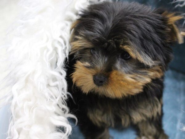 Yorkshire Terrier DOG Male Black / Tan 5388 Petland Montgomery, Alabama