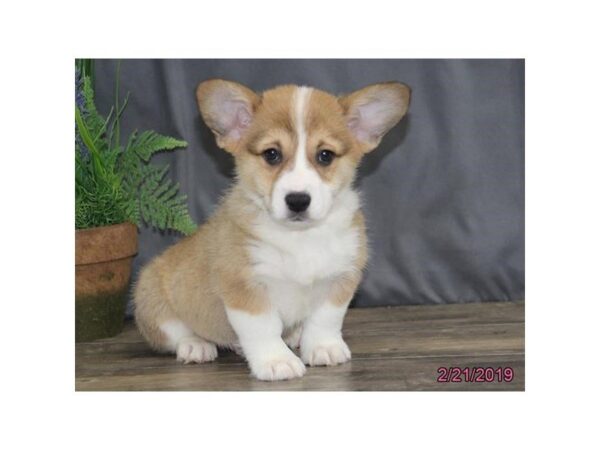 Pembroke Welsh Corgi DOG Male Fawn 5399 Petland Montgomery, Alabama