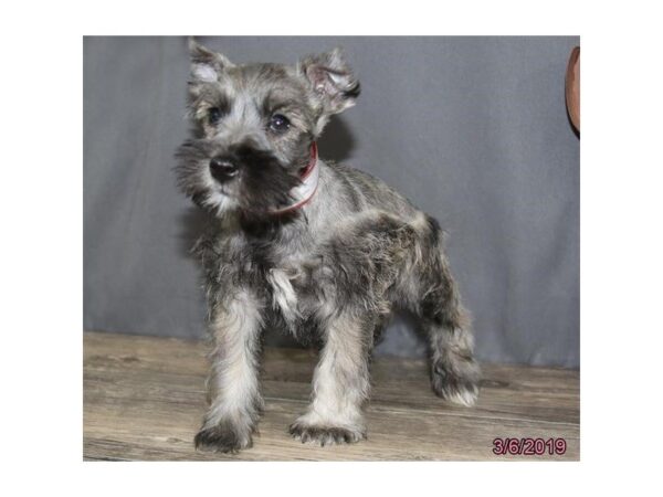 Miniature Schnauzer DOG Male Salt / Pepper 5400 Petland Montgomery, Alabama