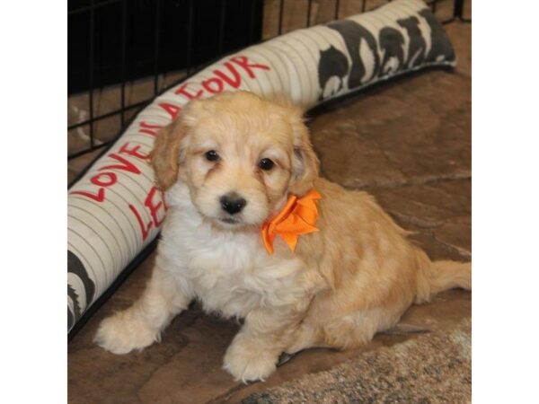 Goldendoodle Mini 2nd Gen DOG Female Golden 5401 Petland Montgomery, Alabama