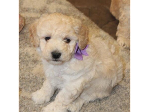 Goldendoodle Mini 2nd Gen-DOG-Female-Golden-5402-Petland Montgomery, Alabama