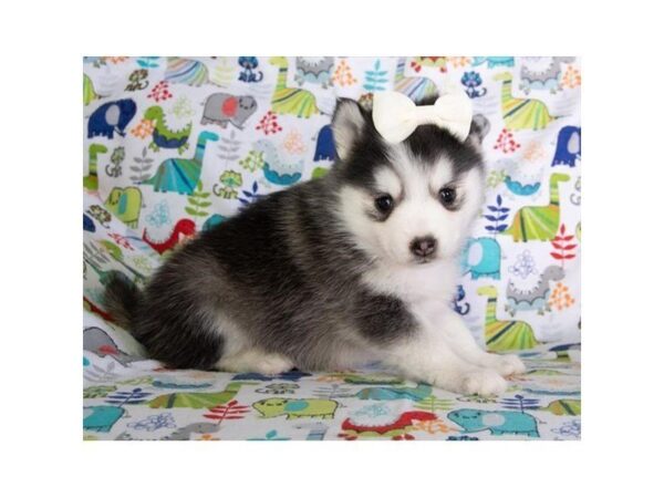 Pomsky-DOG-Female-Gray / White-5404-Petland Montgomery, Alabama