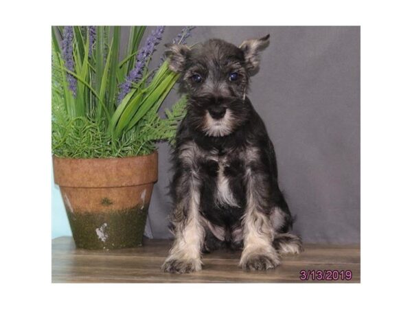 Miniature Schnauzer DOG Male Black / Silver 5406 Petland Montgomery, Alabama