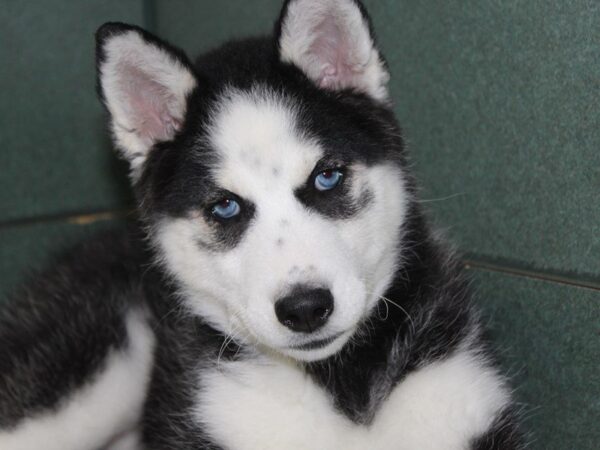 Siberian Husky DOG Female Black / White 5398 Petland Montgomery, Alabama