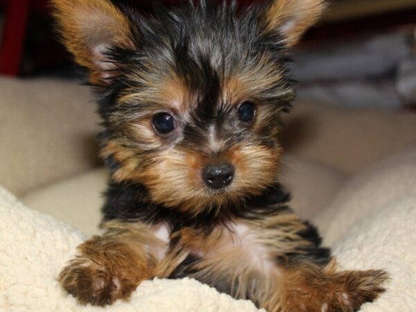 Yorkshire Terrier DOG Male Black / Tan 5397 Petland Montgomery, Alabama