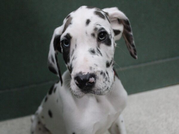 Great Dane DOG Male Merlequin 5395 Petland Montgomery, Alabama