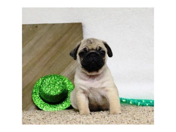 Pug-DOG-Male-Fawn-5407-Petland Montgomery, Alabama