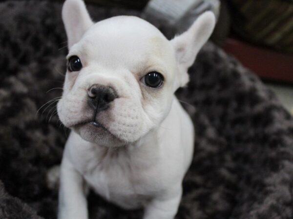 French Bulldog-DOG-Male-Cream-5403-Petland Montgomery, Alabama