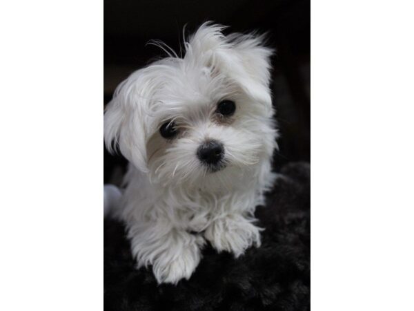 Maltese DOG Female White 5372 Petland Montgomery, Alabama