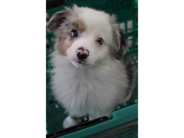 Australian Shepherd DOG Male BL MRL:WH MKGS TAN PTS 5409 Petland Montgomery, Alabama