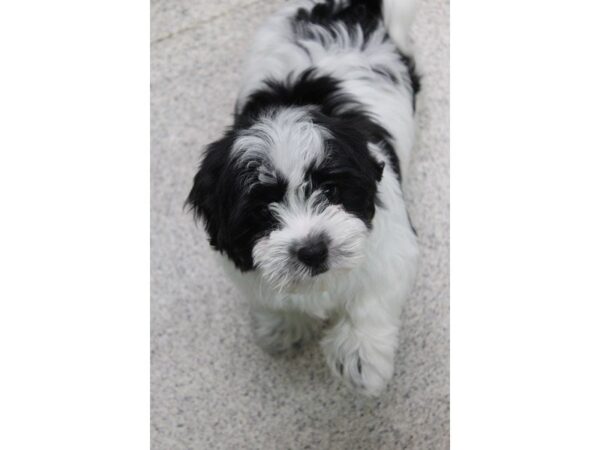 Havanese DOG Male BLK:WH MKGS 5408 Petland Montgomery, Alabama