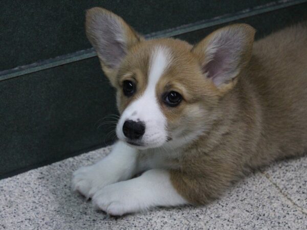 Pembroke Welsh Corgi-DOG-Female-SBL:WH MKGS-5410-Petland Montgomery, Alabama