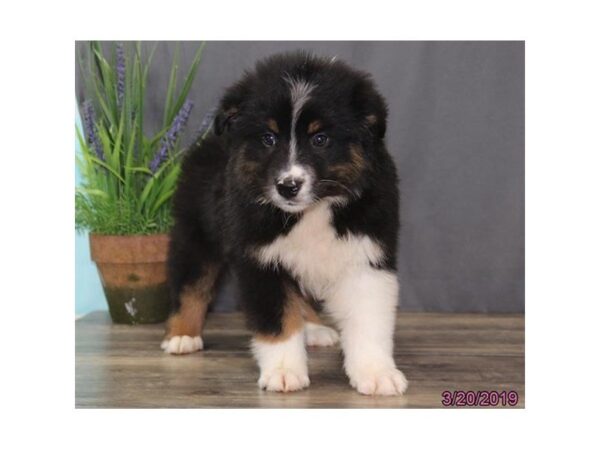 Australian Shepherd DOG Male Black 5411 Petland Montgomery, Alabama