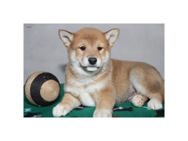 Shiba Inu-DOG-Male-Red-5414-Petland Montgomery, Alabama