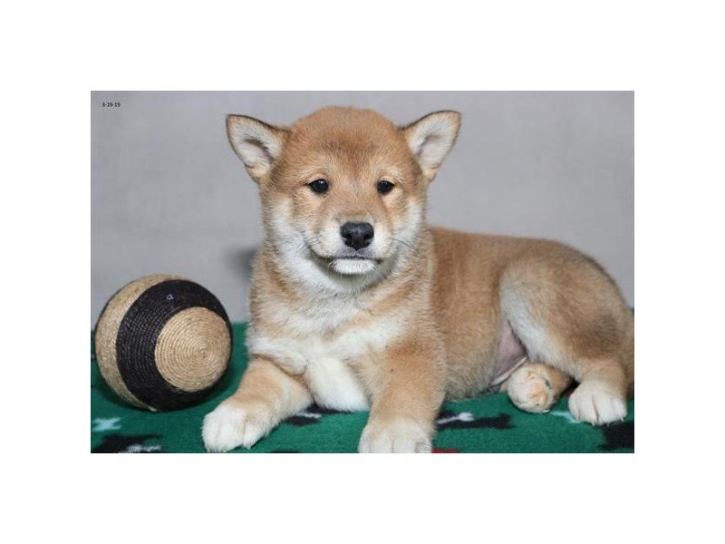 Shiba Inu Puppy Red ID:5414 Located at Petland Montgomery, Alabama